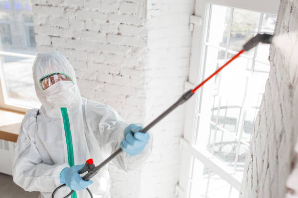Best Water Damage & Mold Remediation  in Canon, GA
