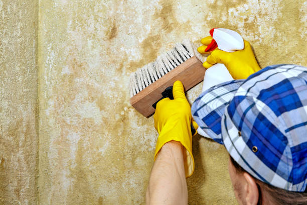 Canon, GA Mold Removal Company