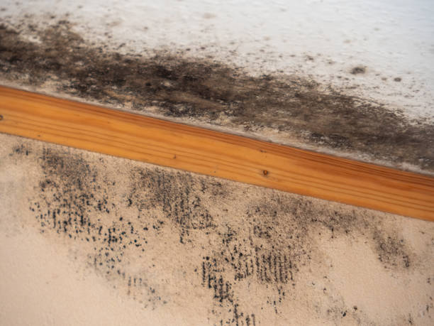 Best Real Estate Mold Inspection  in Canon, GA