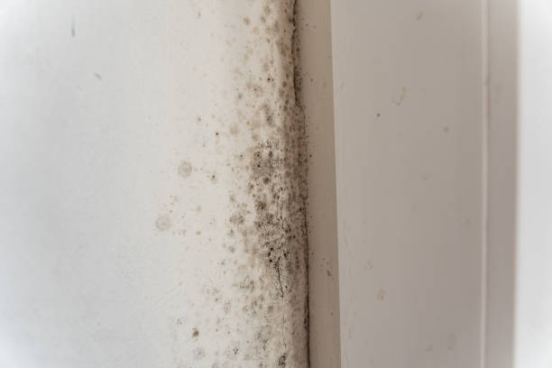 Best Airborne Mold Testing  in Canon, GA